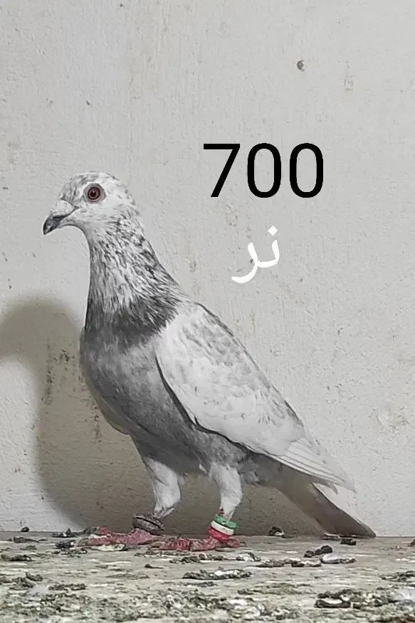 کبوتر آلمانی و رنگی همه پرشی|پرنده|گنبد کاووس, |دیوار