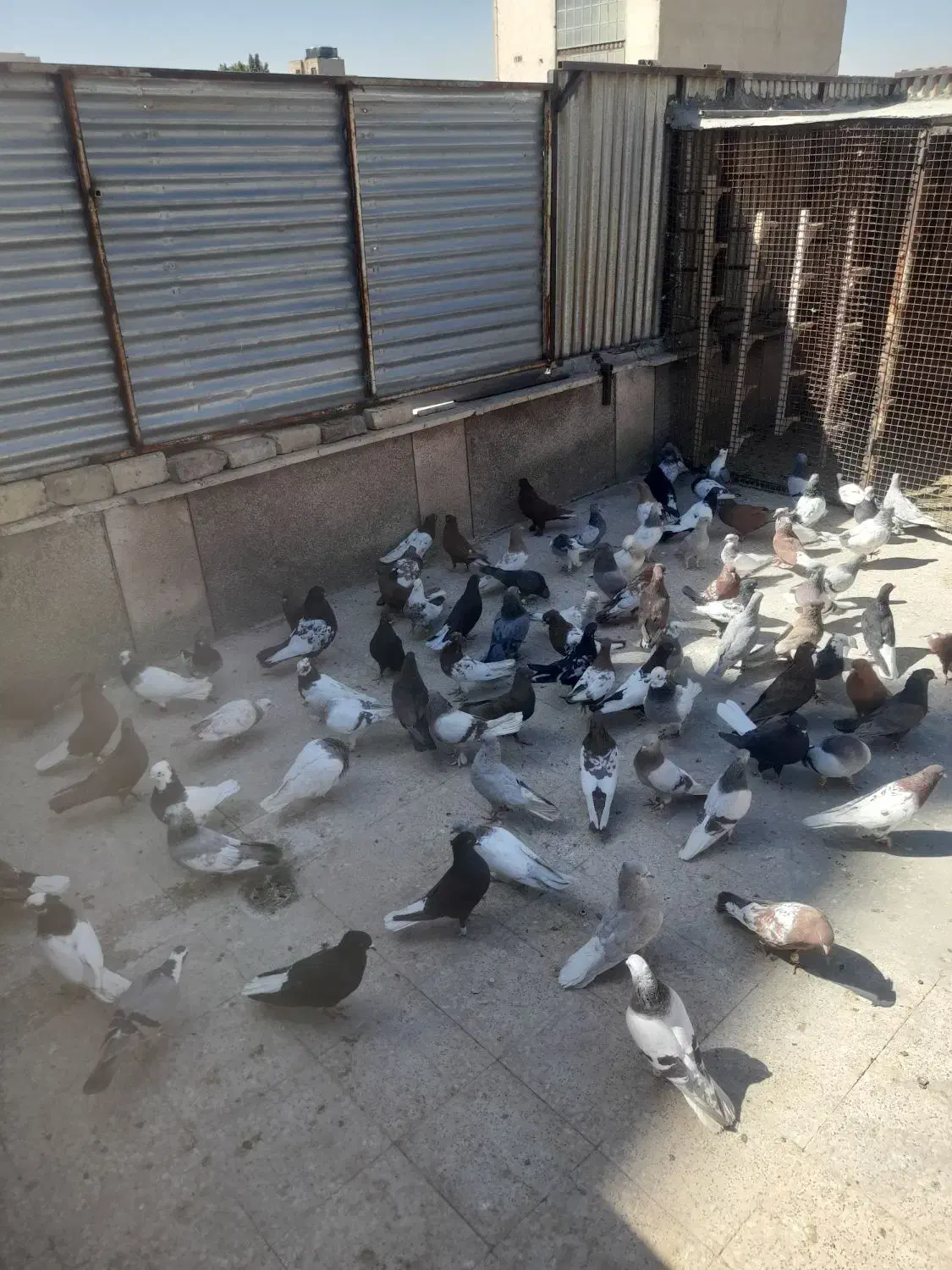 کفتر همه مدل|پرنده|شیراز, فخرآباد (دروازه کازرون)|دیوار