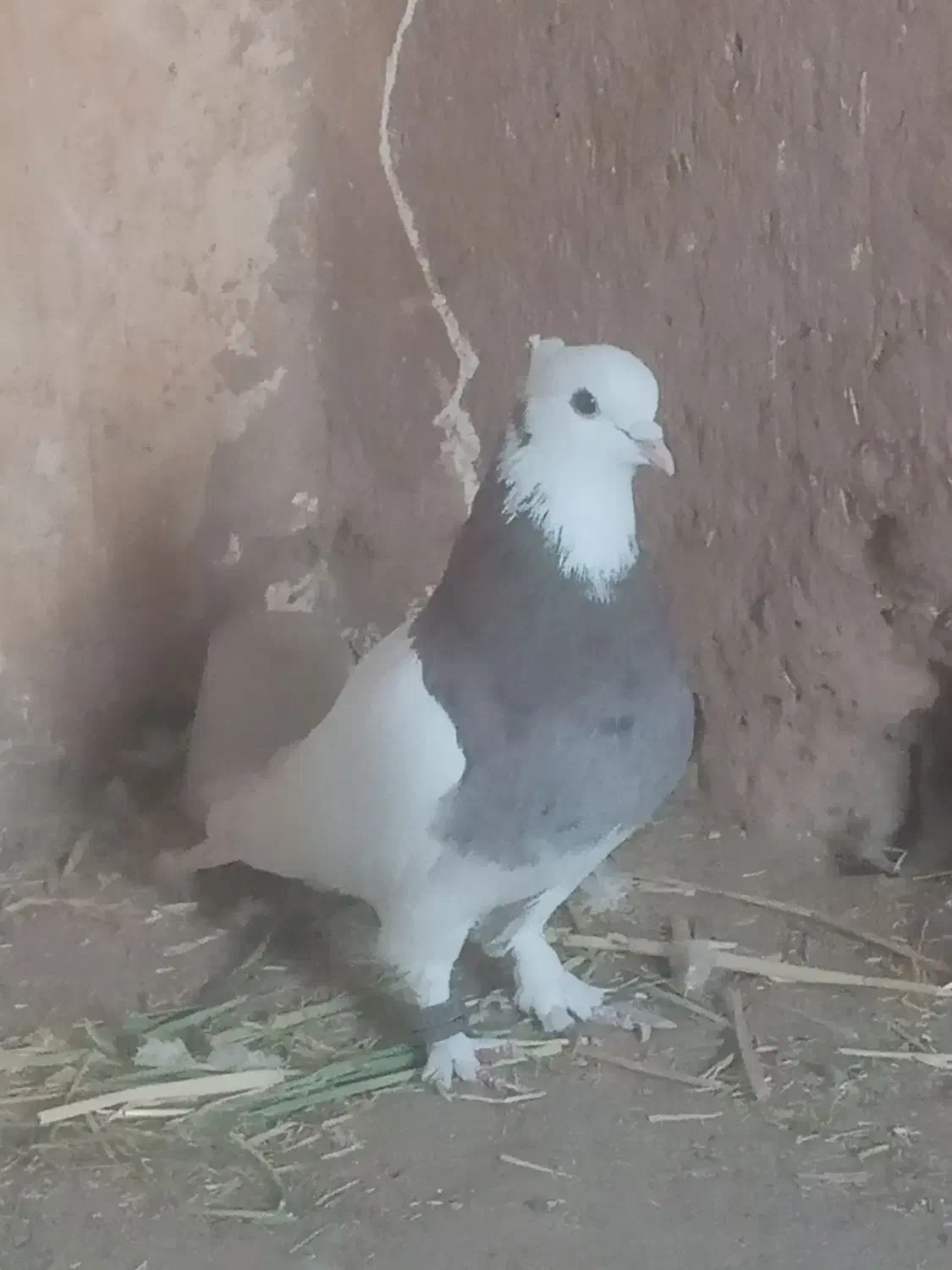 طوقی هفرنگ بیرونی|پرنده|سبزوار, بیهق شرقی|دیوار