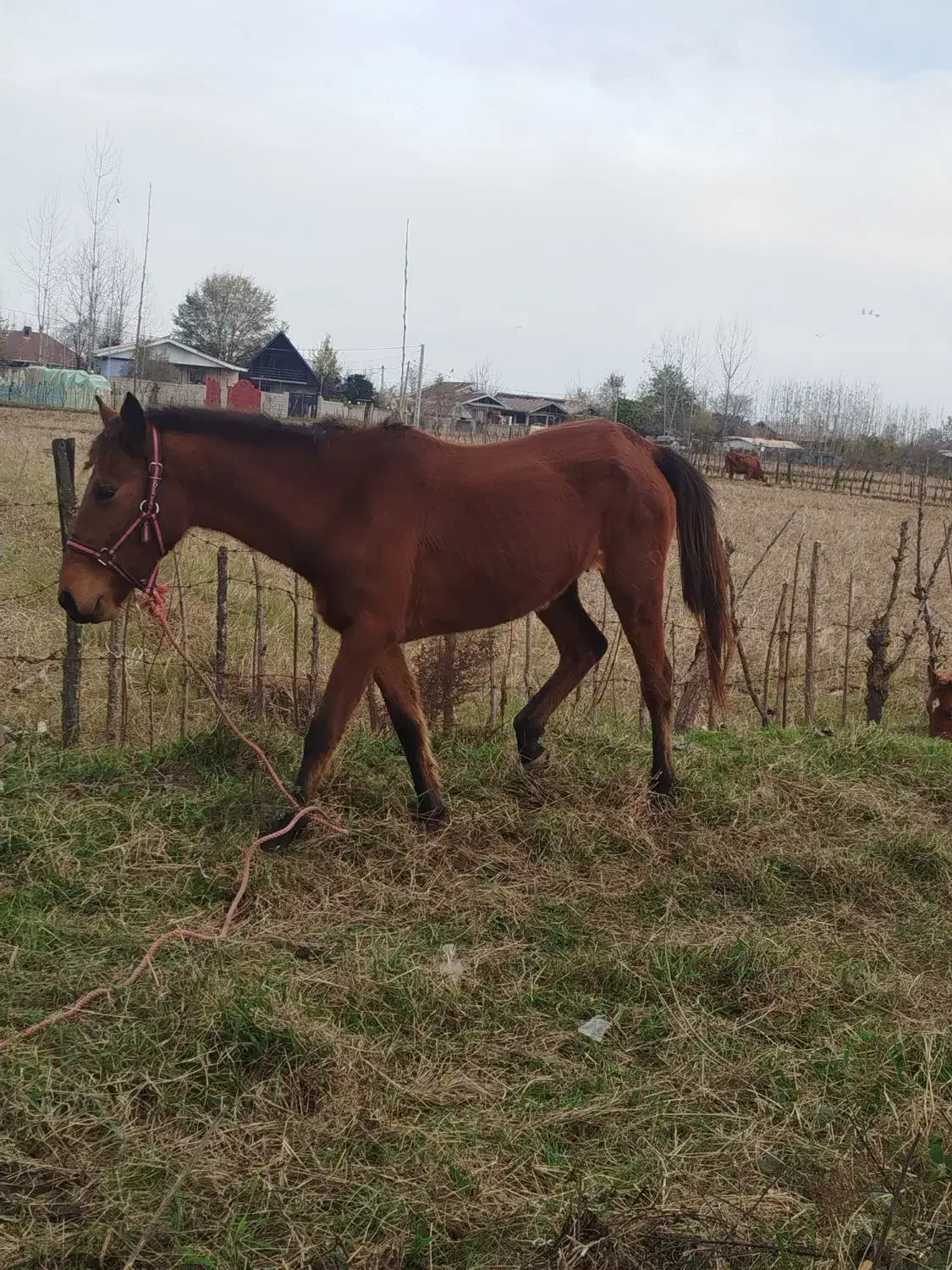 اسب مادیان با کره مادیان|اسب و تجهیزات اسبسواری|ماسال, |دیوار