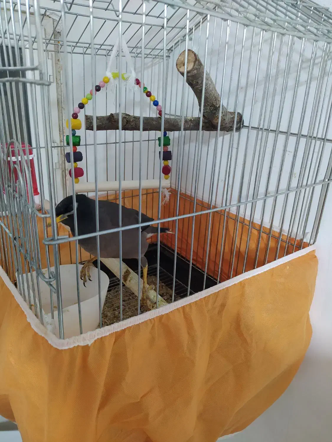 مرغ مینا|پرنده|کرمانشاه, |دیوار