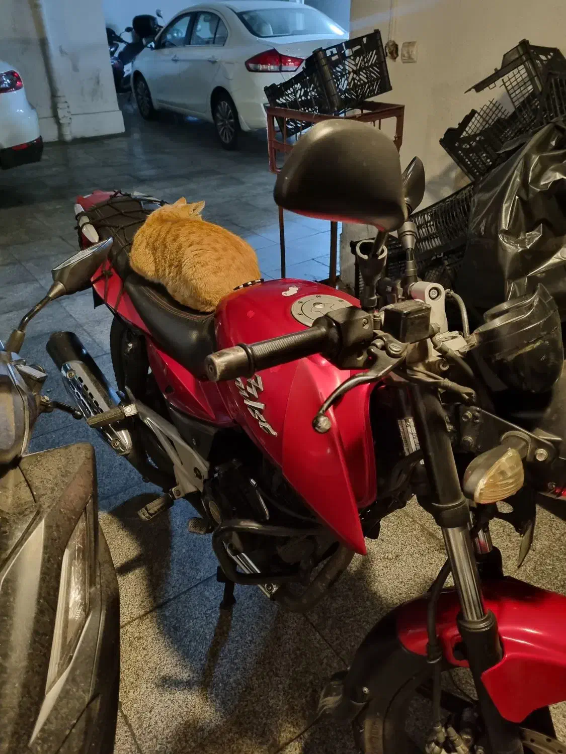 معاوضه متور پالس ۱۸۰ یوجیفور با گوشی و اقساط|موتورسیکلت|تهران, پاسداران|دیوار