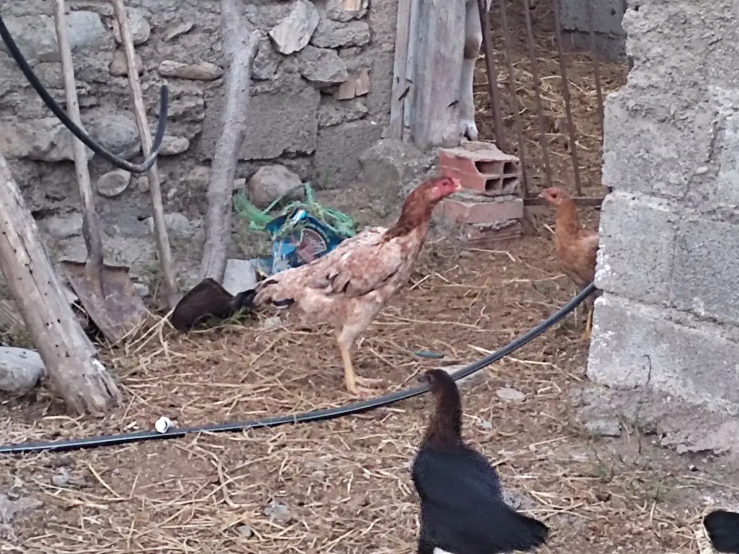 مرغ لاری|حیوانات مزرعه|رامیان, |دیوار