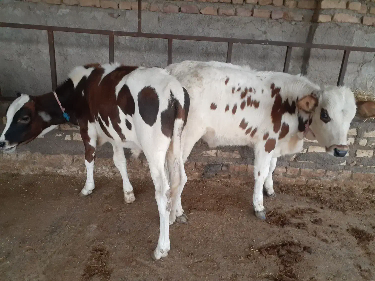 مرکزتهیه گوساله دورگ محلی و گیل دورگ|حیوانات مزرعه|پیشوا, |دیوار