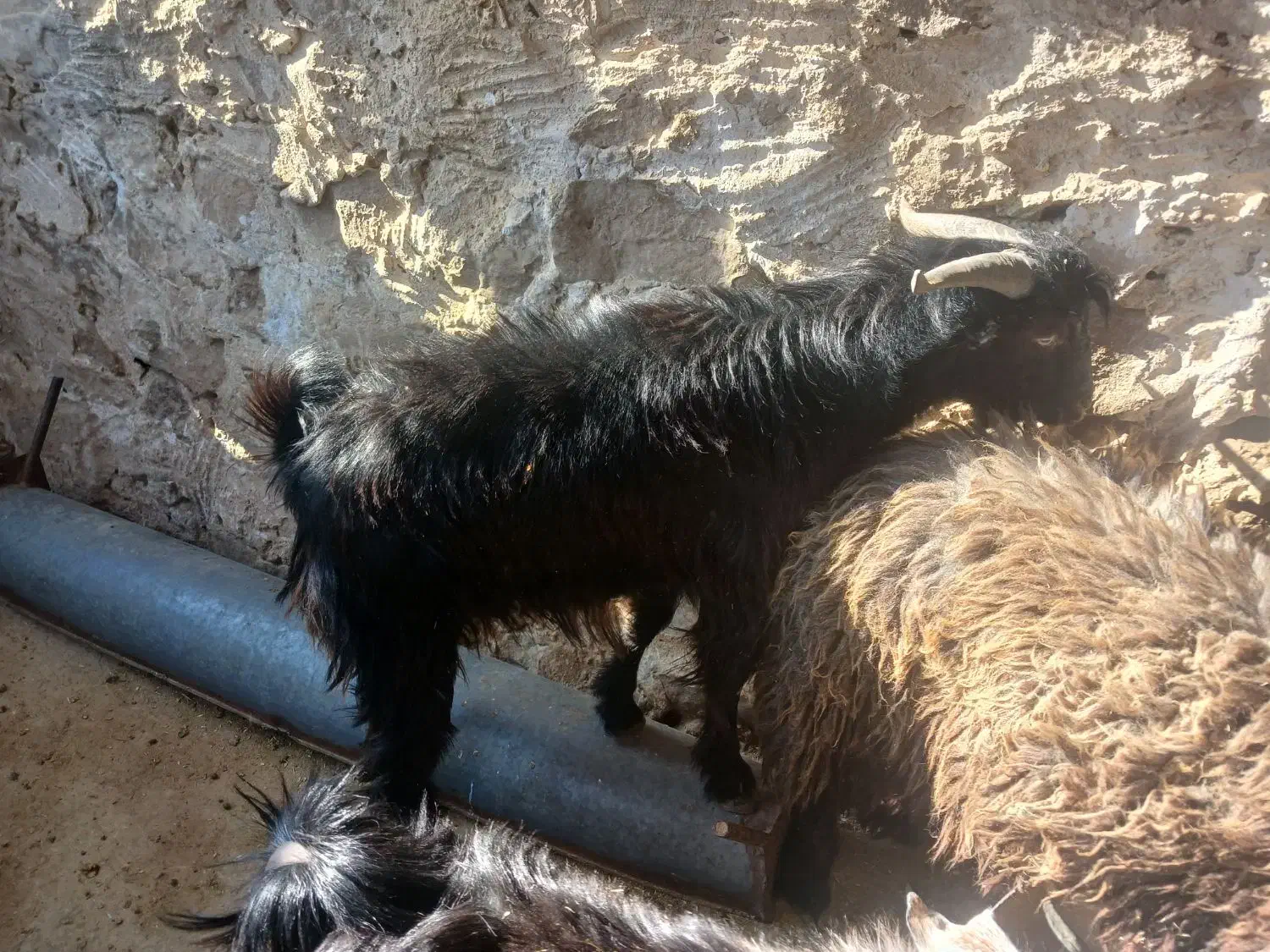 سه راس کهره نر|حیوانات مزرعه|دهدشت, |دیوار