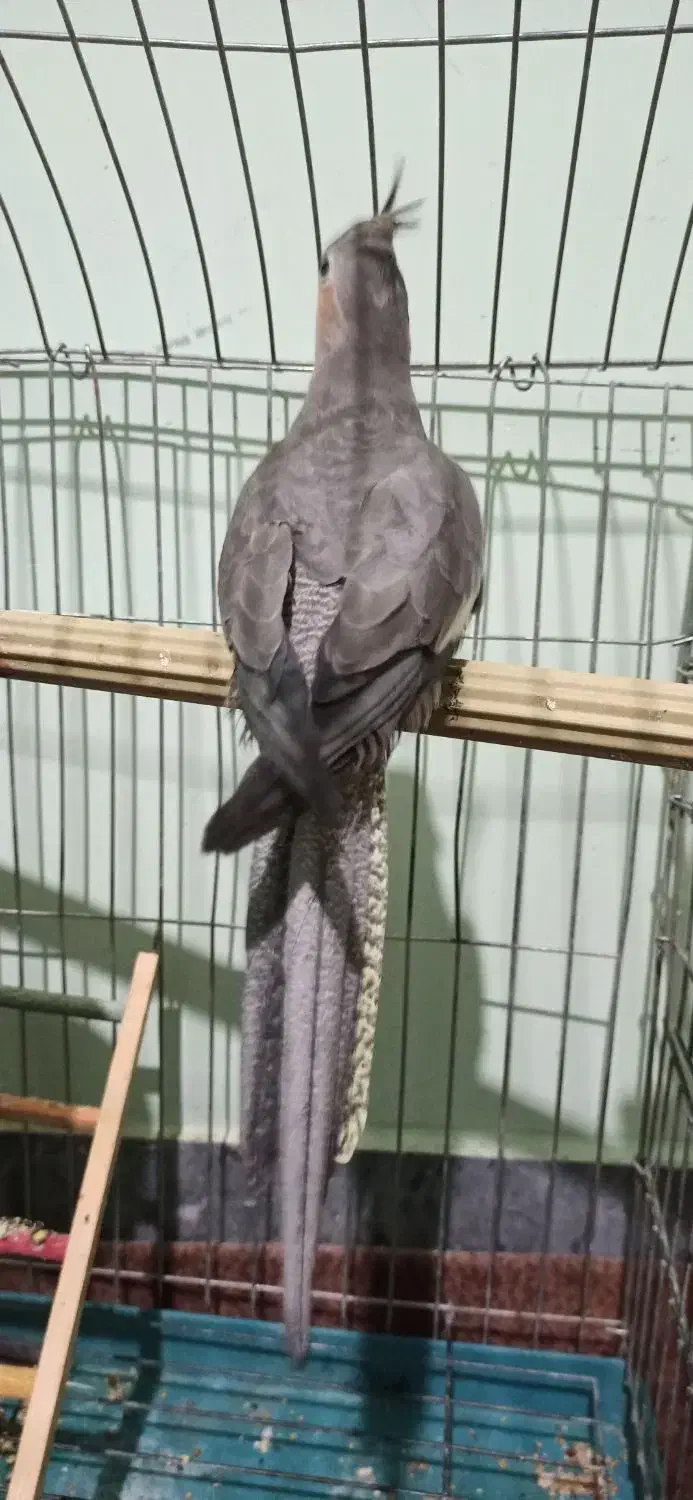 عروس هلندی ماده|پرنده|کازرون, |دیوار