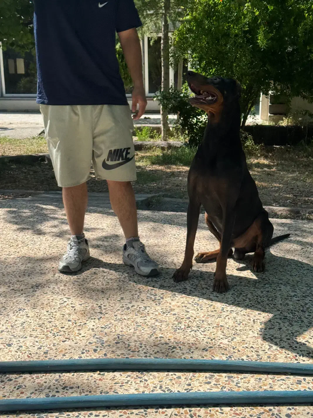 توله سگ دوبرمن|سگ|شیراز, شهرک گلستان شمالی|دیوار