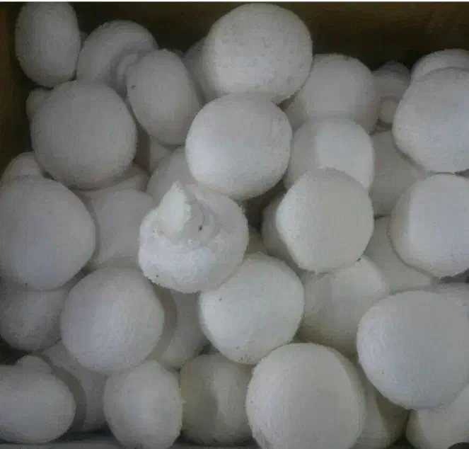 پخش عمده قارچ|خوردنی و آشامیدنی|ننور, |دیوار