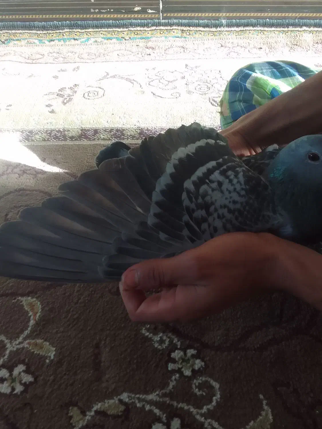 کبوتر پلاکی|پرنده|خرمشهر, |دیوار