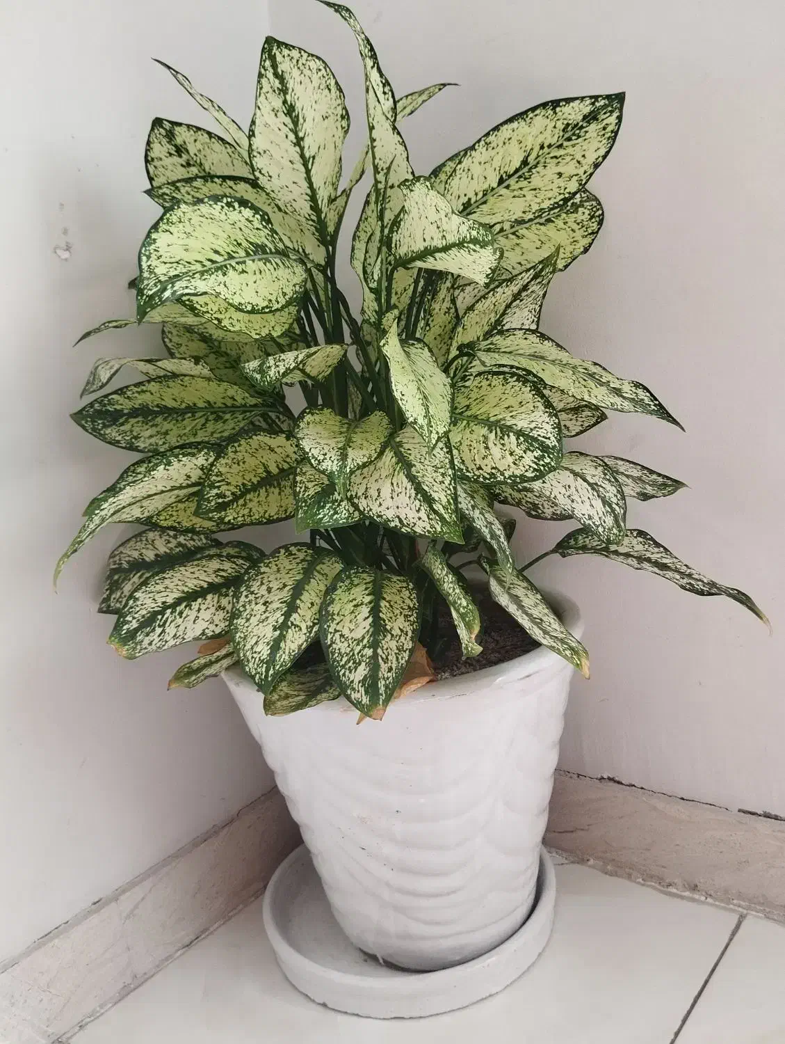 گل های شاداب|گل و گیاه طبیعی|بندرعباس, |دیوار