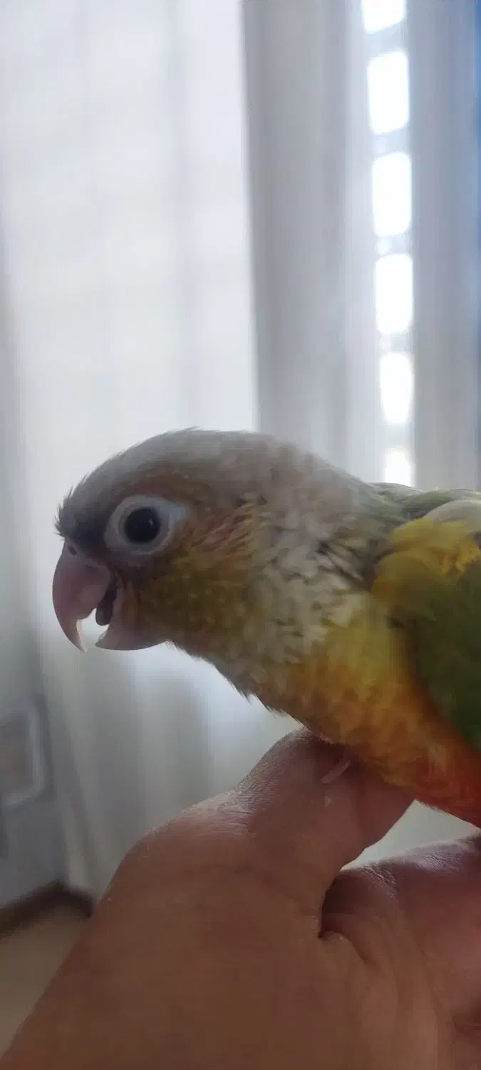 گمشده|حیوانات|رفسنجان, |دیوار