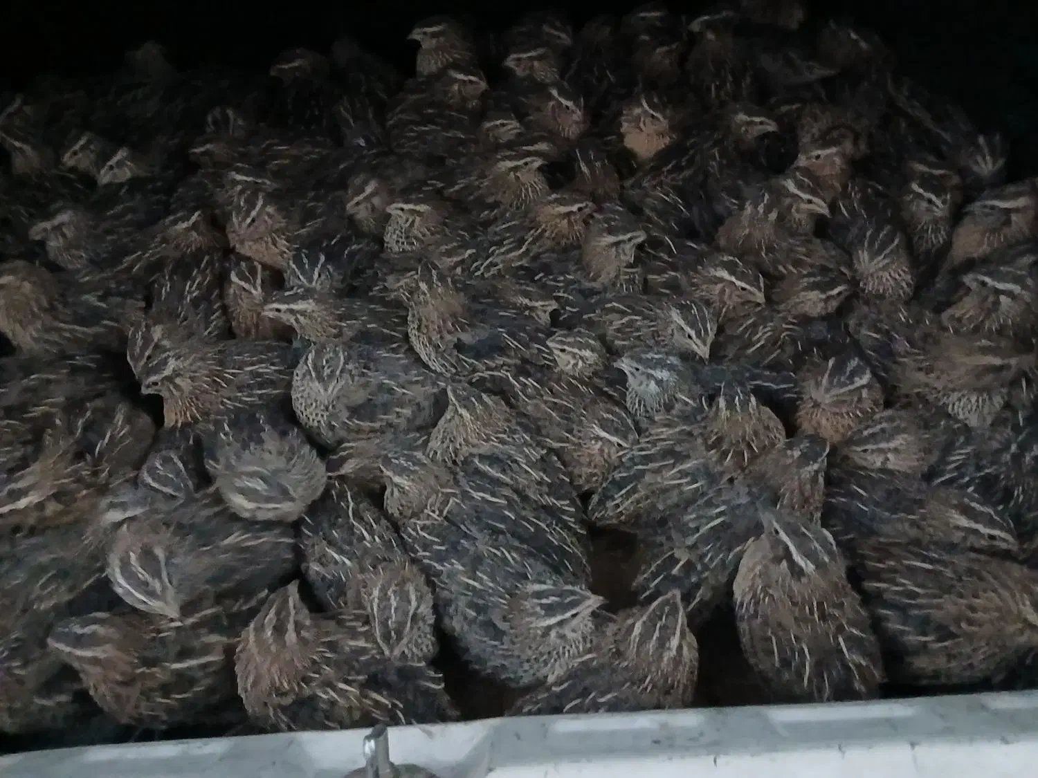 تخم بلدرچین نطفه دارضمانتی 5هزار بلدرچین بالغ75|حیوانات مزرعه|زاهدان, |دیوار