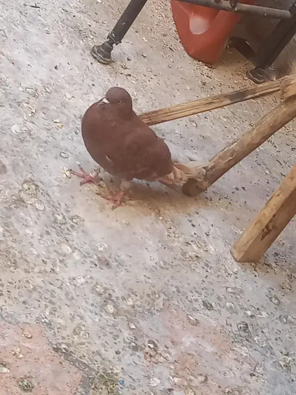 کبوتر|پرنده|بندرعباس, |دیوار