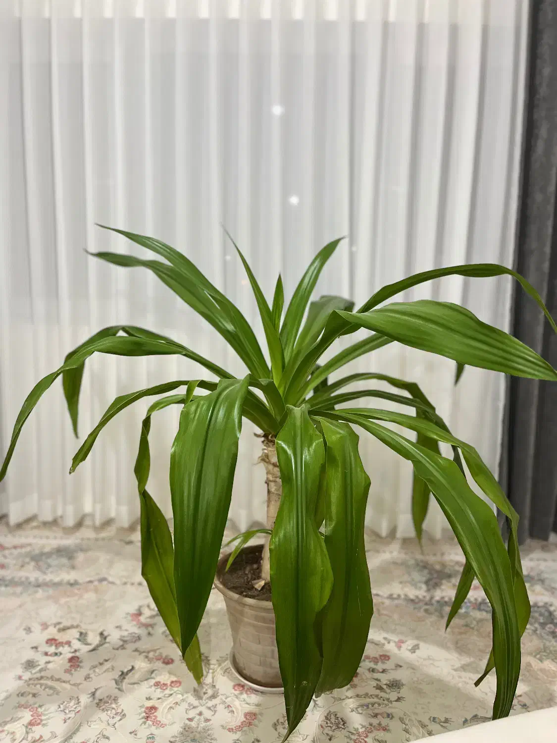 گیاه اشک ملکه ۹ ساله|گل و گیاه طبیعی|پرند, فاز ۶|دیوار