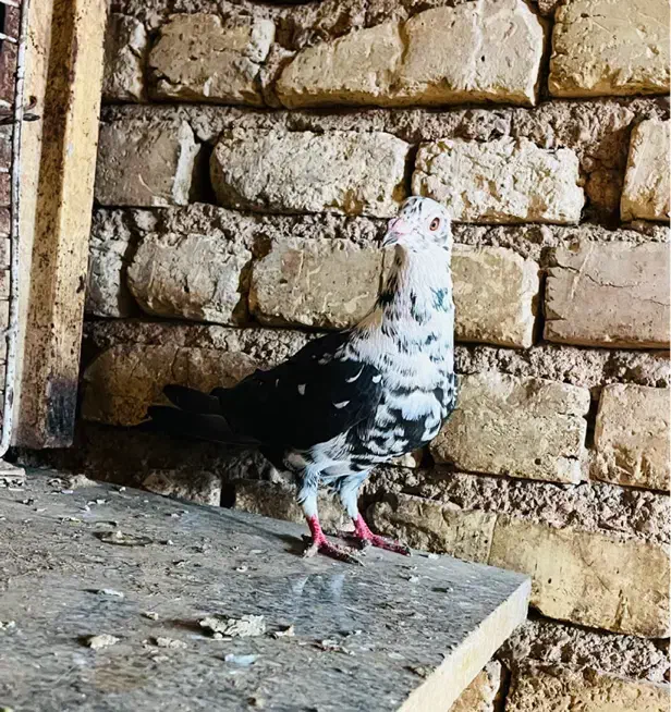 کبوتر|پرنده|شیراز, شهرک مهدیه|دیوار