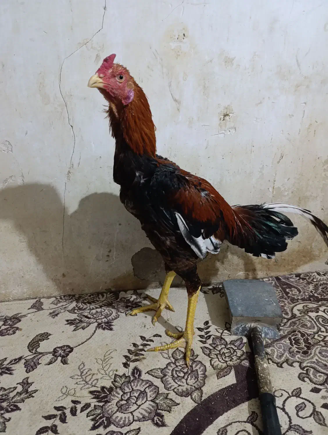 ۲ تا جوجه خروس لاری ۶ماه  آس|حیوانات مزرعه|خزل, |دیوار