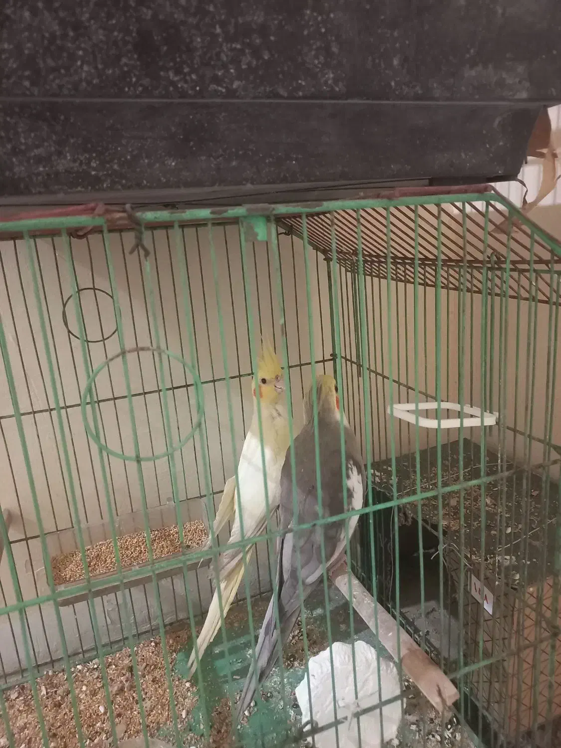 عروس هلندی ۲ جفت۲۰۰۰۰۰۰ بیدونی قفس|پرنده|پردیس, فاز ۱۱|دیوار