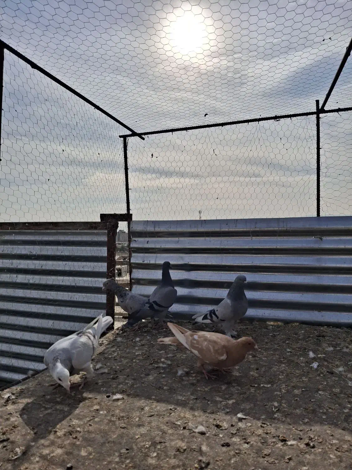 کبوتر ماده|پرنده|شیراز, گلکوب|دیوار