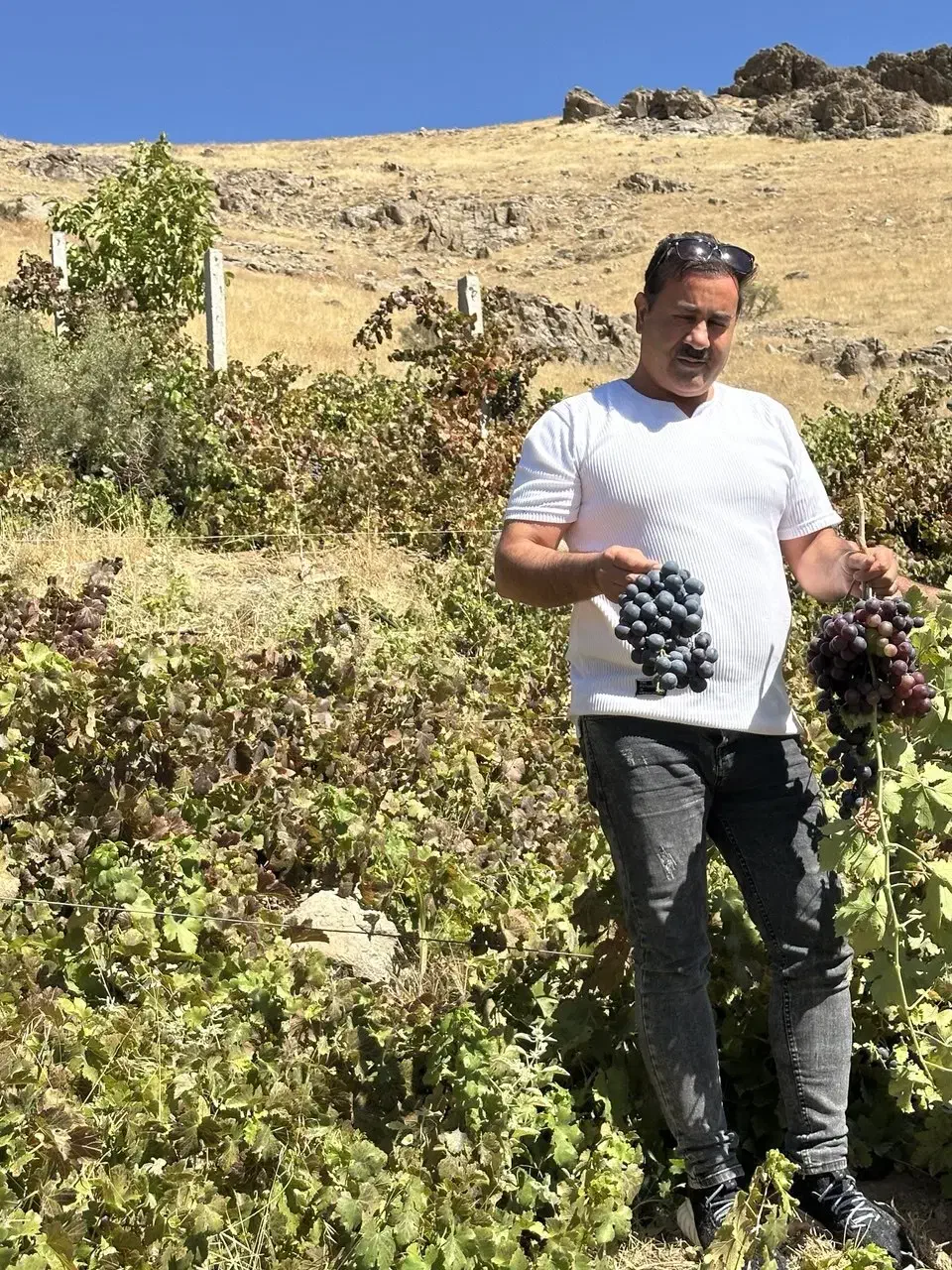 نهال انگور یاسین|خدمات باغبانی و درختکاری|ارومیه, |دیوار