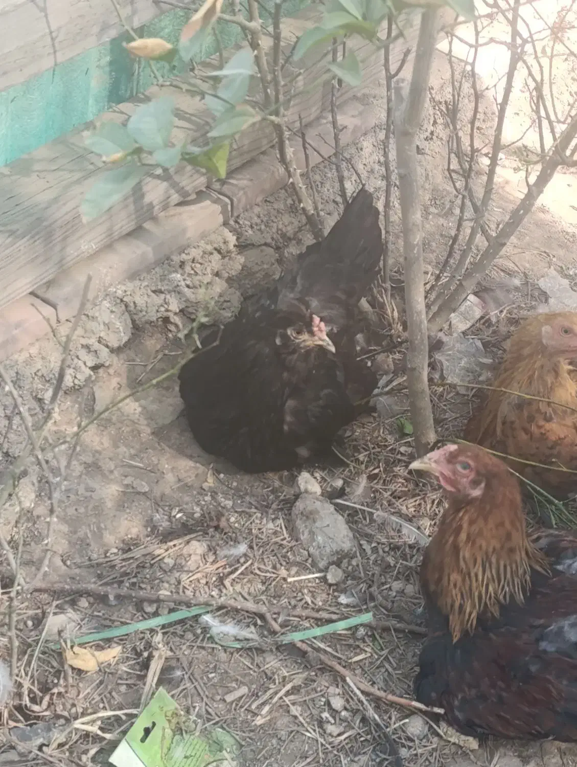 مرغ خروس|حیوانات مزرعه|مسجد سلیمان, |دیوار