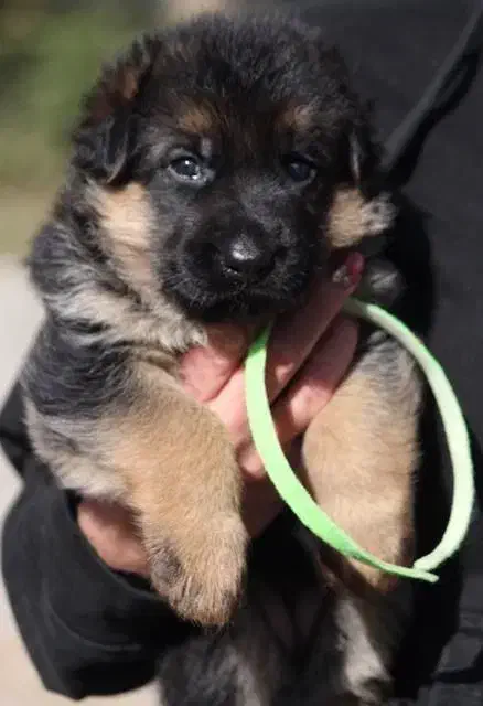 توله ژرمن شپرد اصیل سگ نگهبان باهوش و دوست داشتنی|سگ|تهران, شهرک غرب|دیوار