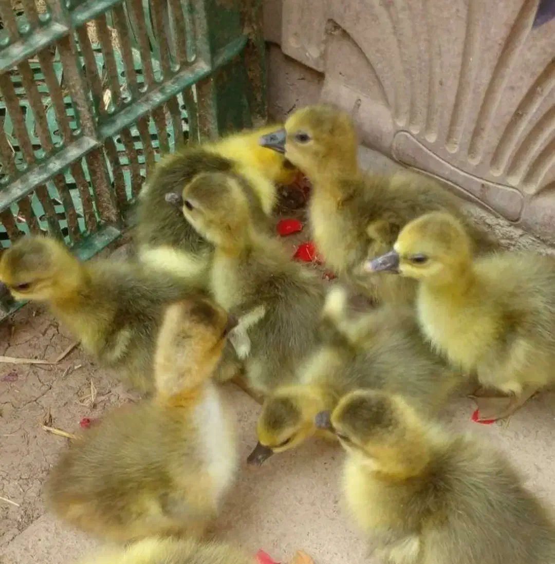 فروش جوجه غاز دو روزه|حیوانات مزرعه|ساری, |دیوار