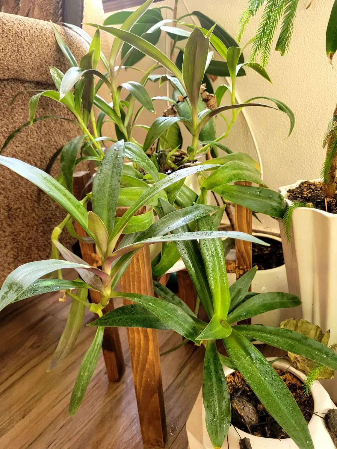 ۳ عدد گل|گل و گیاه طبیعی|شاهین‌شهر, شهرک میلاد|دیوار