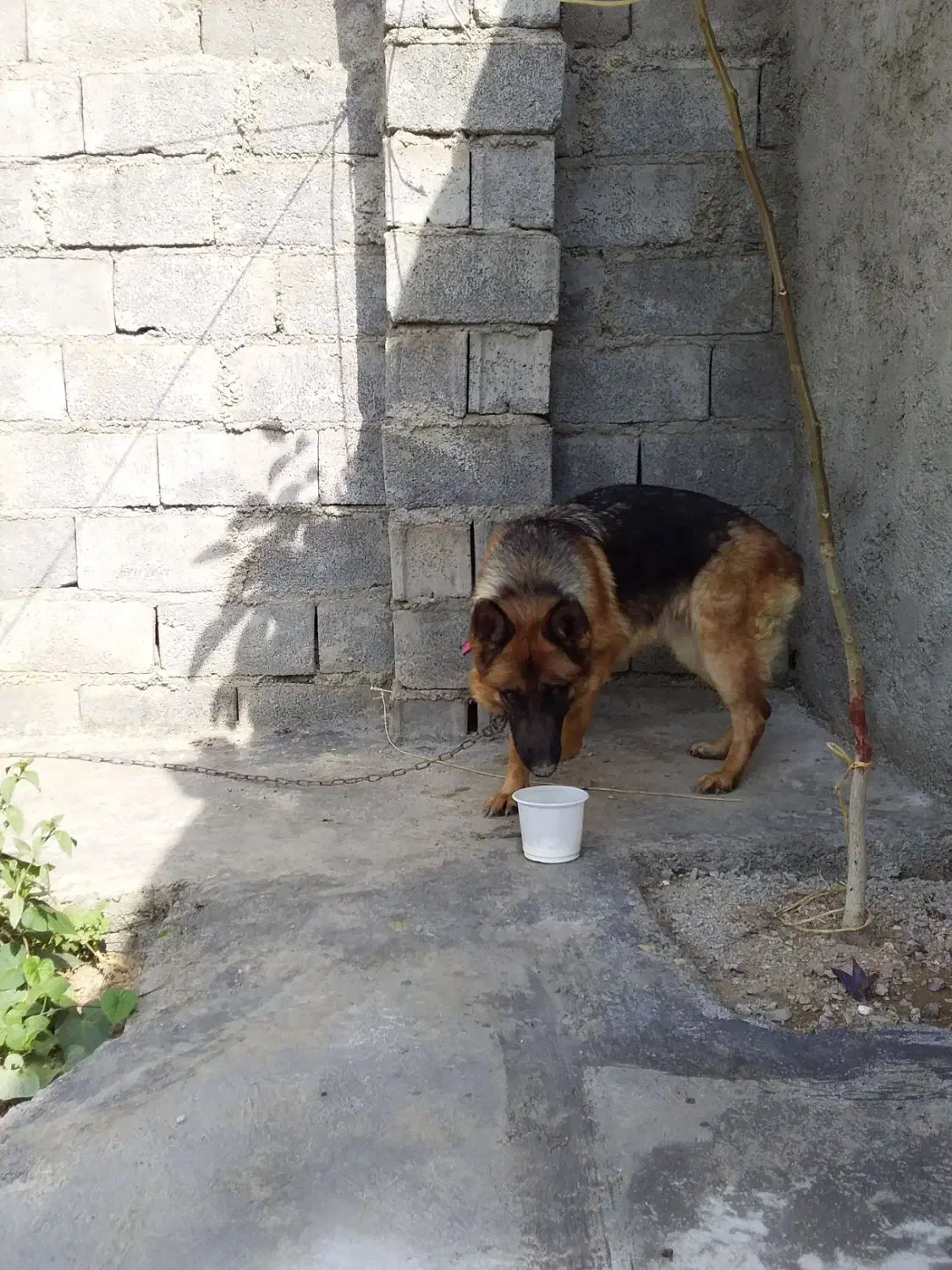 ژرمن شپرد شولاین|سگ|دورود, |دیوار