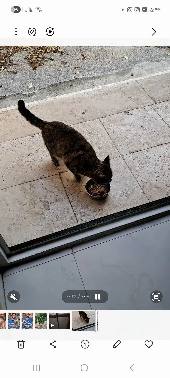 گربه نر پیدا شده|گربه|ازنا, |دیوار