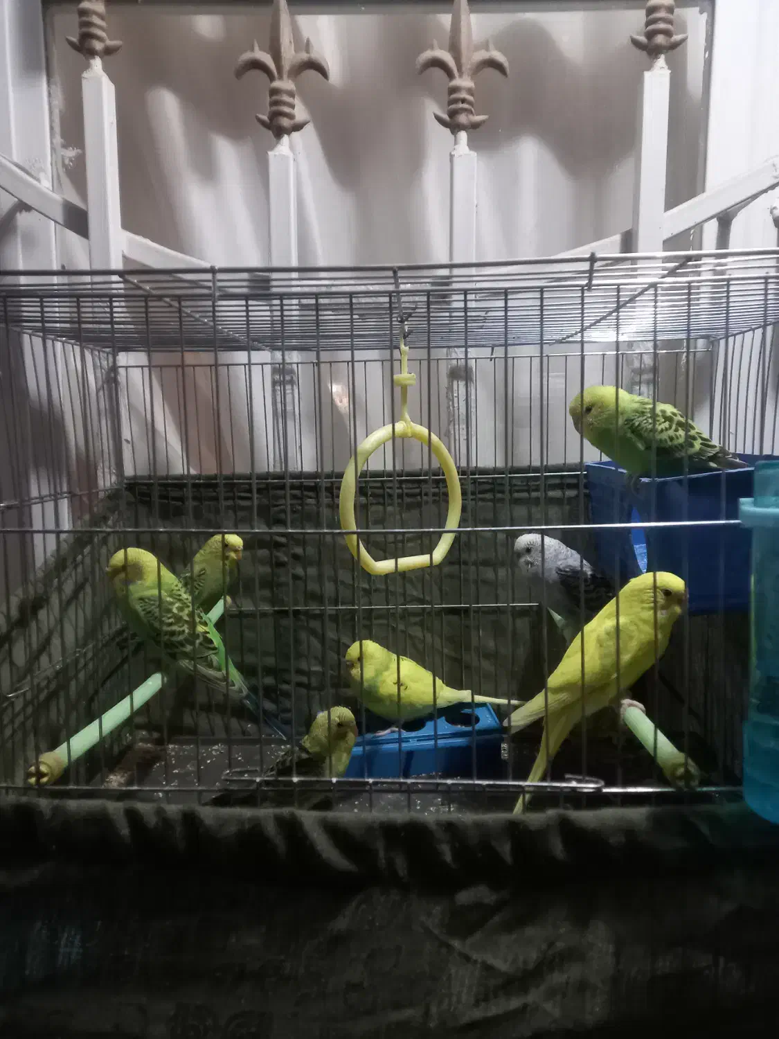 مرغ عشق|پرنده|اندیشه, اندیشه فاز ۵|دیوار