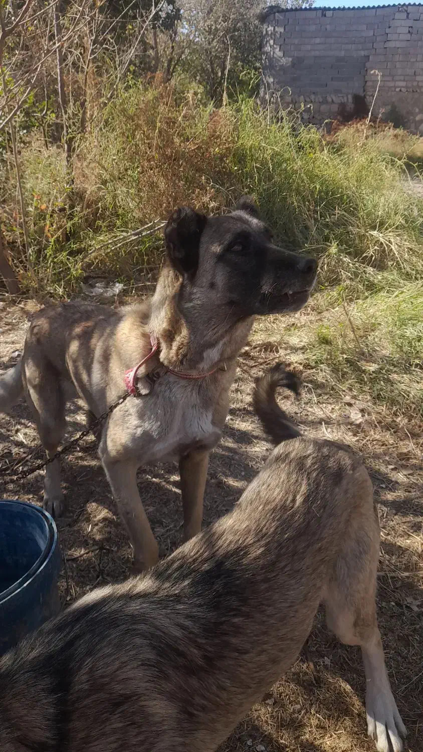 سگ ماده ۵ ساله سرابی|سگ|میانه, |دیوار