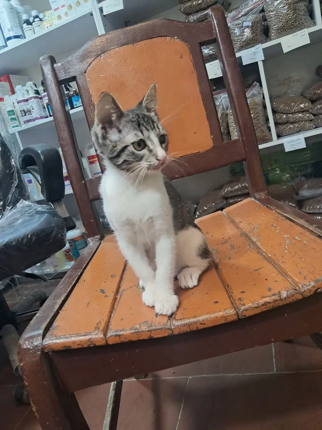 بچه گربه|گربه|رشت, کوی جام جم|دیوار