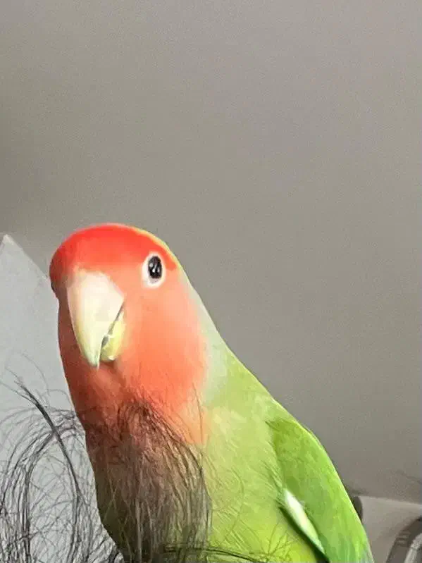 طوطی کوتوله گمشده|پرنده|مبارکه, |دیوار