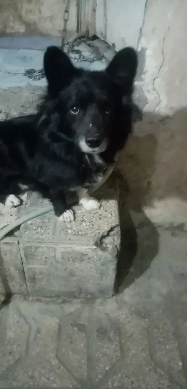 سگ پاکوتاه نژاددار.واکسن خورده|سگ|مشهد, امیر المومنین|دیوار