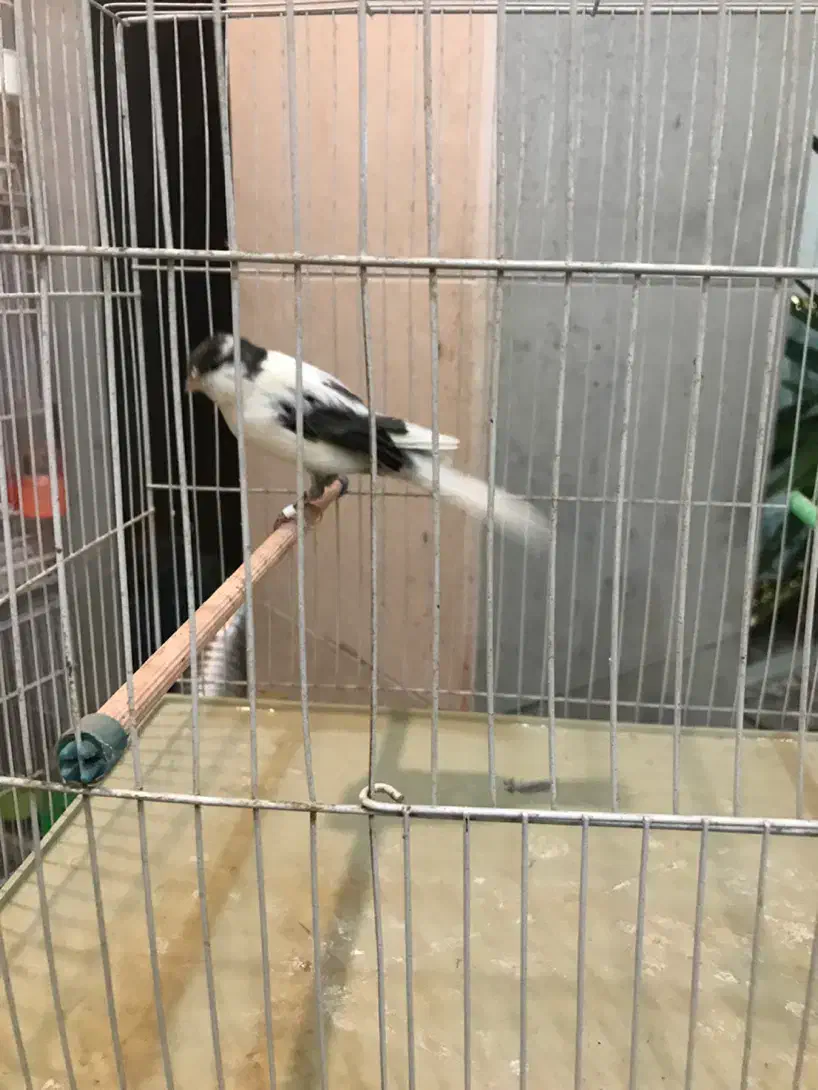 قناری کشیده بلند ،رسمی،موزایکی|پرنده|مشهد, هفت تیر (آب و برق)|دیوار