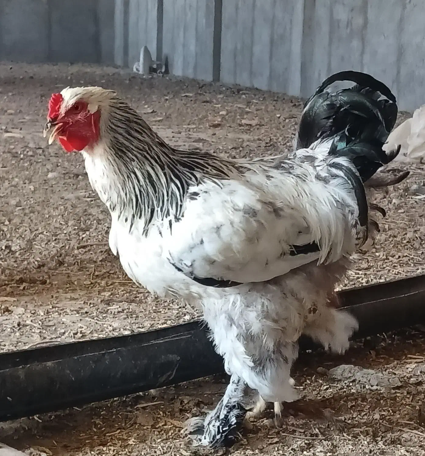 خروس برهما نژاد دار|حیوانات مزرعه|شال, |دیوار