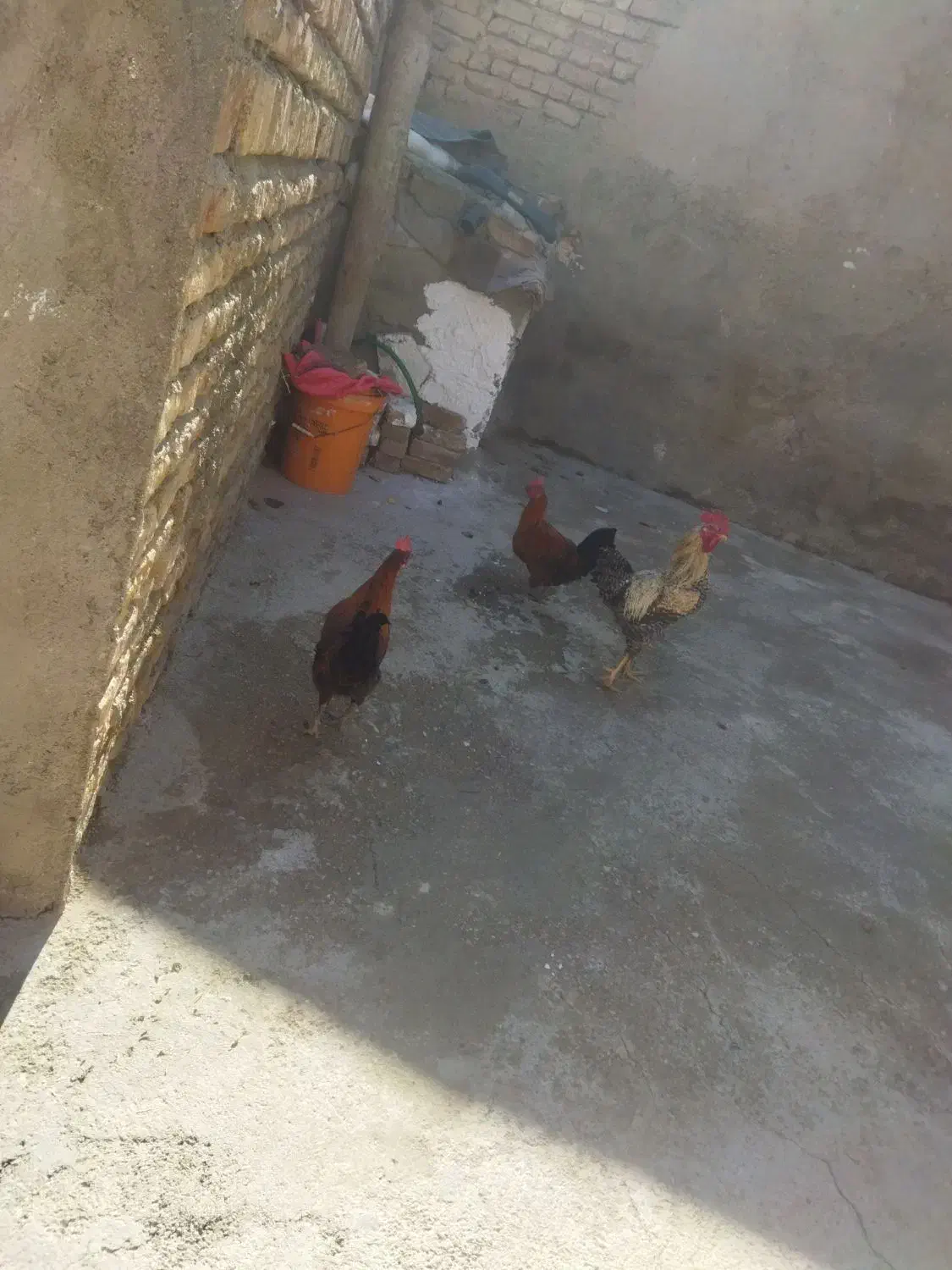 سه عدد خروس|پرنده|بروجرد, |دیوار