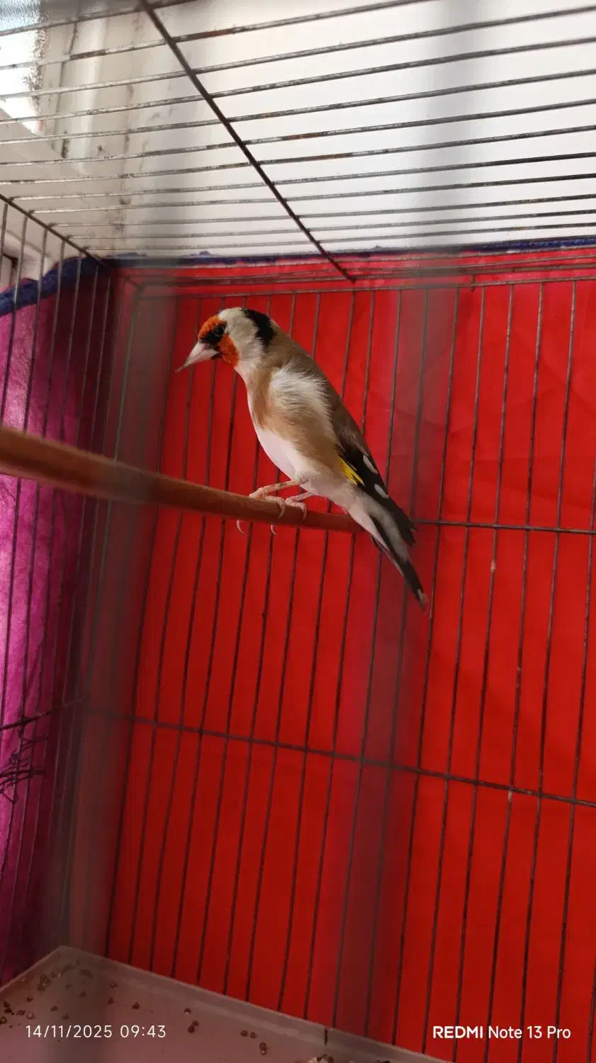 سهره|پرنده|اسلام‌‌آباد غرب, |دیوار