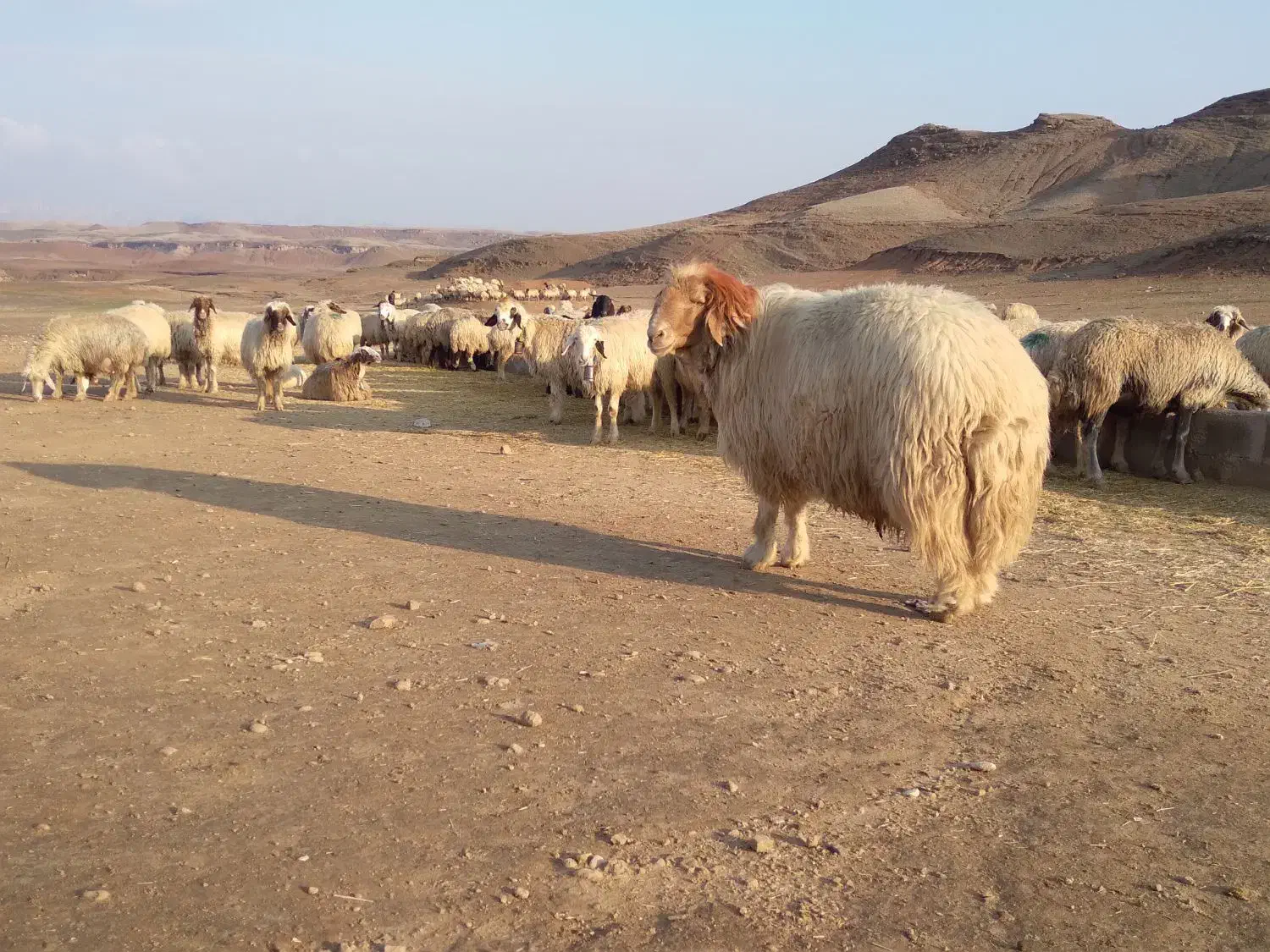 گوسفند . بره . بز . قوچ کردی ناب ناب|حیوانات مزرعه|اندیمشک, |دیوار