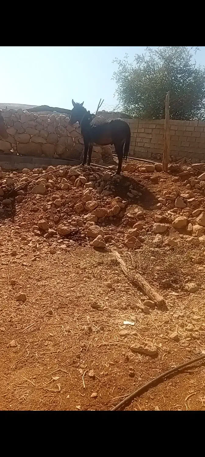 قاطر فروشی|حیوانات مزرعه|اندیمشک, |دیوار