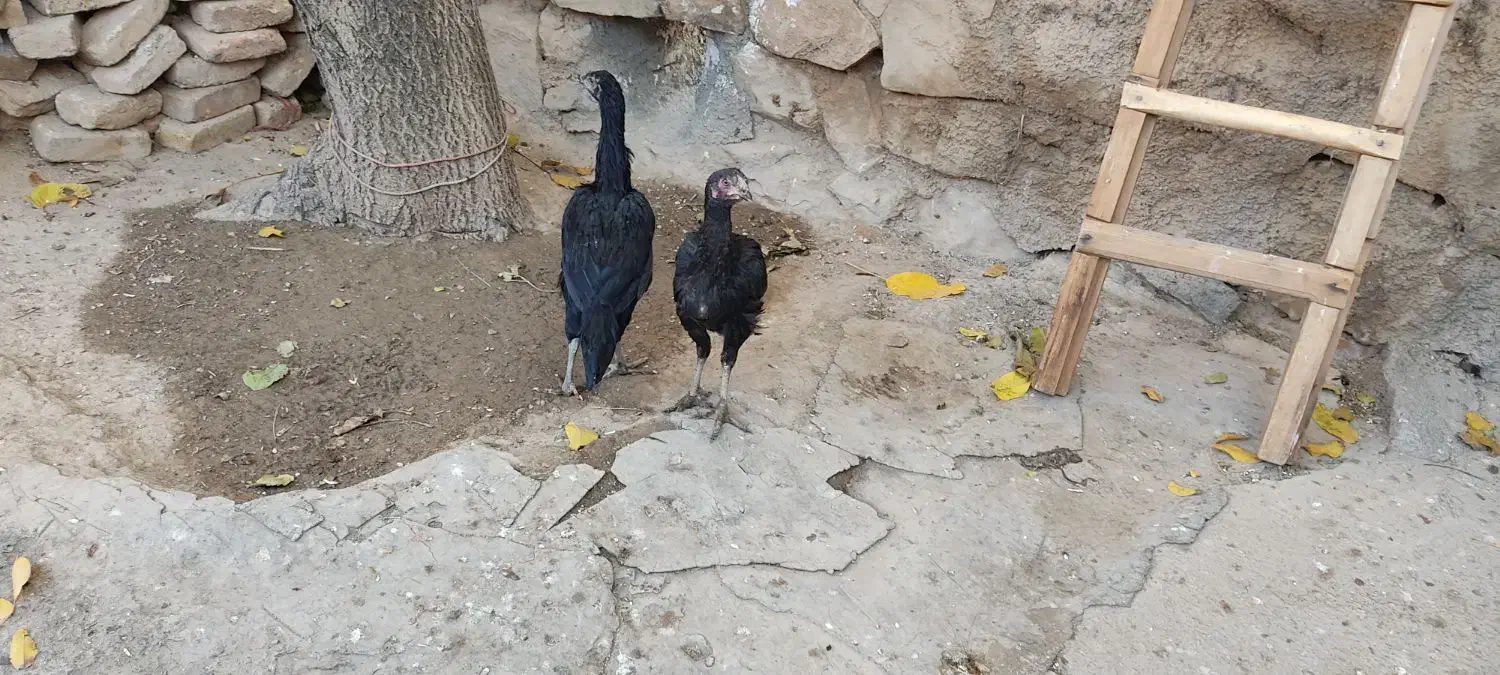 مرغ لاری جوان|حیوانات مزرعه|سنقر, |دیوار