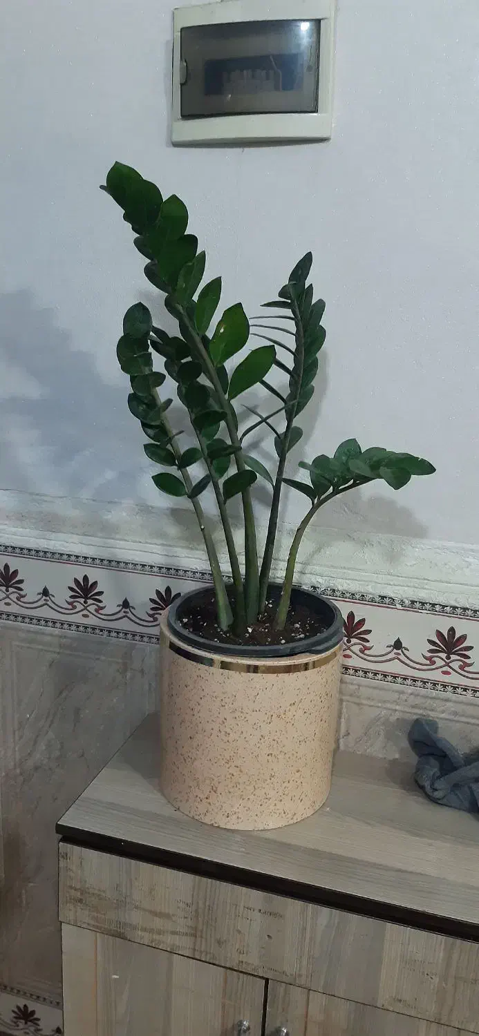 گل اپارتمانی|گل و گیاه طبیعی|قشم, |دیوار