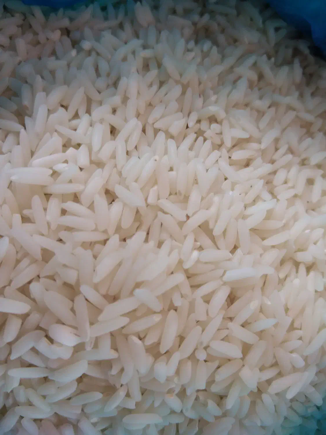 برنج هاشمی محصول خودم خوش عطر بدون قاطی  ارگانیک|خوردنی و آشامیدنی|کیاشهر, |دیوار