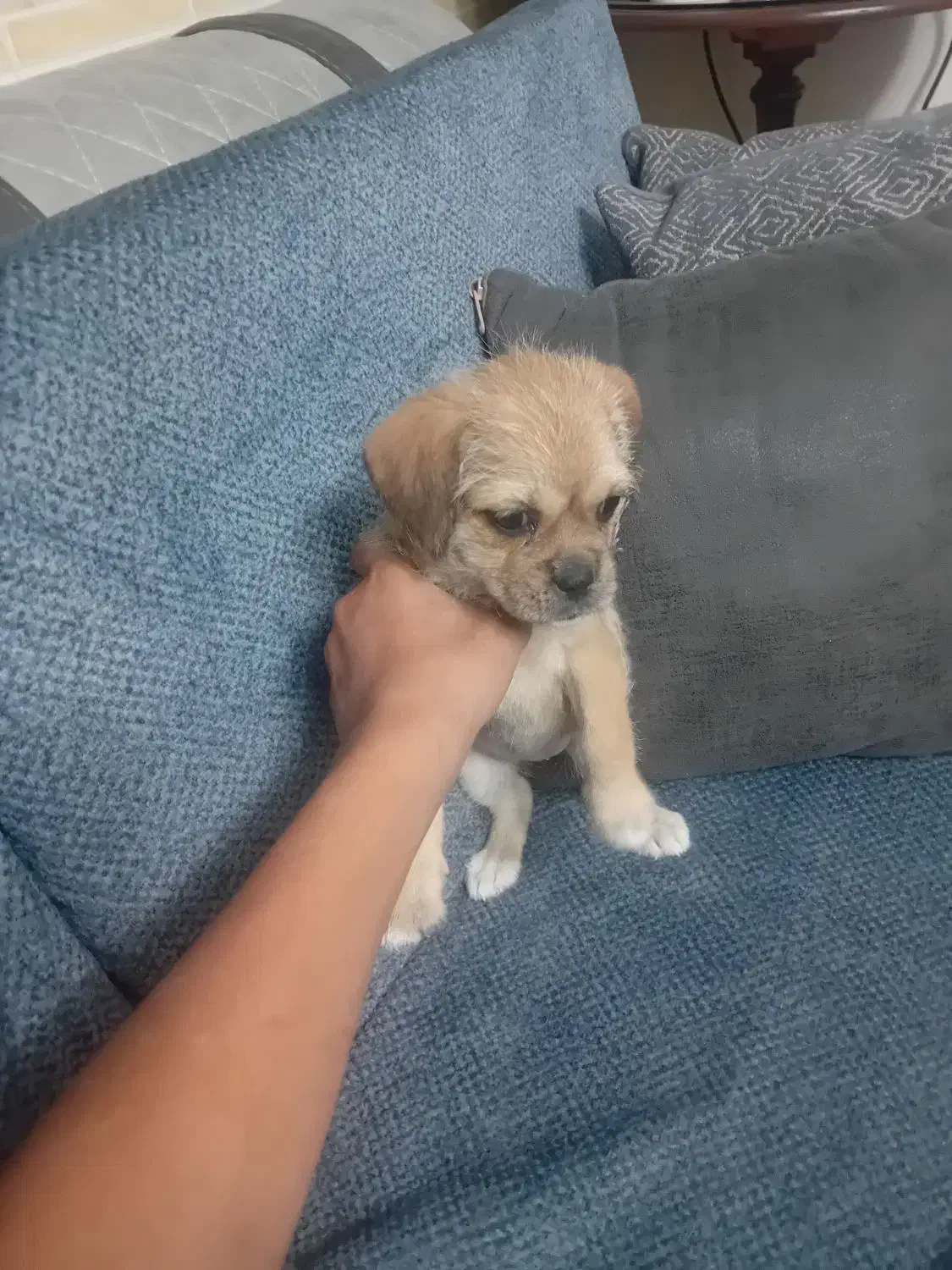 توله سگ|سگ|رباطکریم, رباطکریم|دیوار