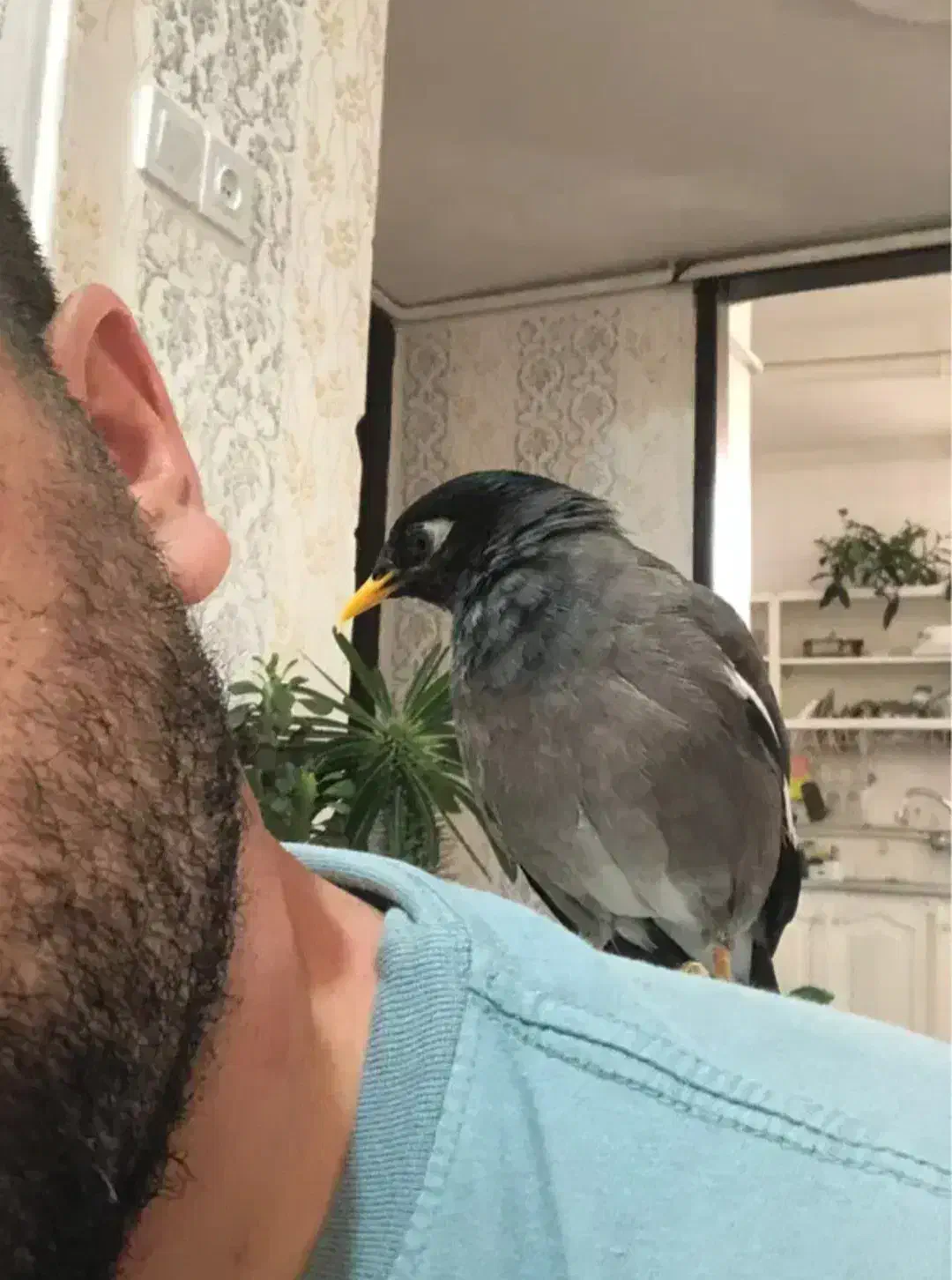 ۱سهره کرمانی یک مینای افغان کام سیاه|پرنده|بیرجند, |دیوار