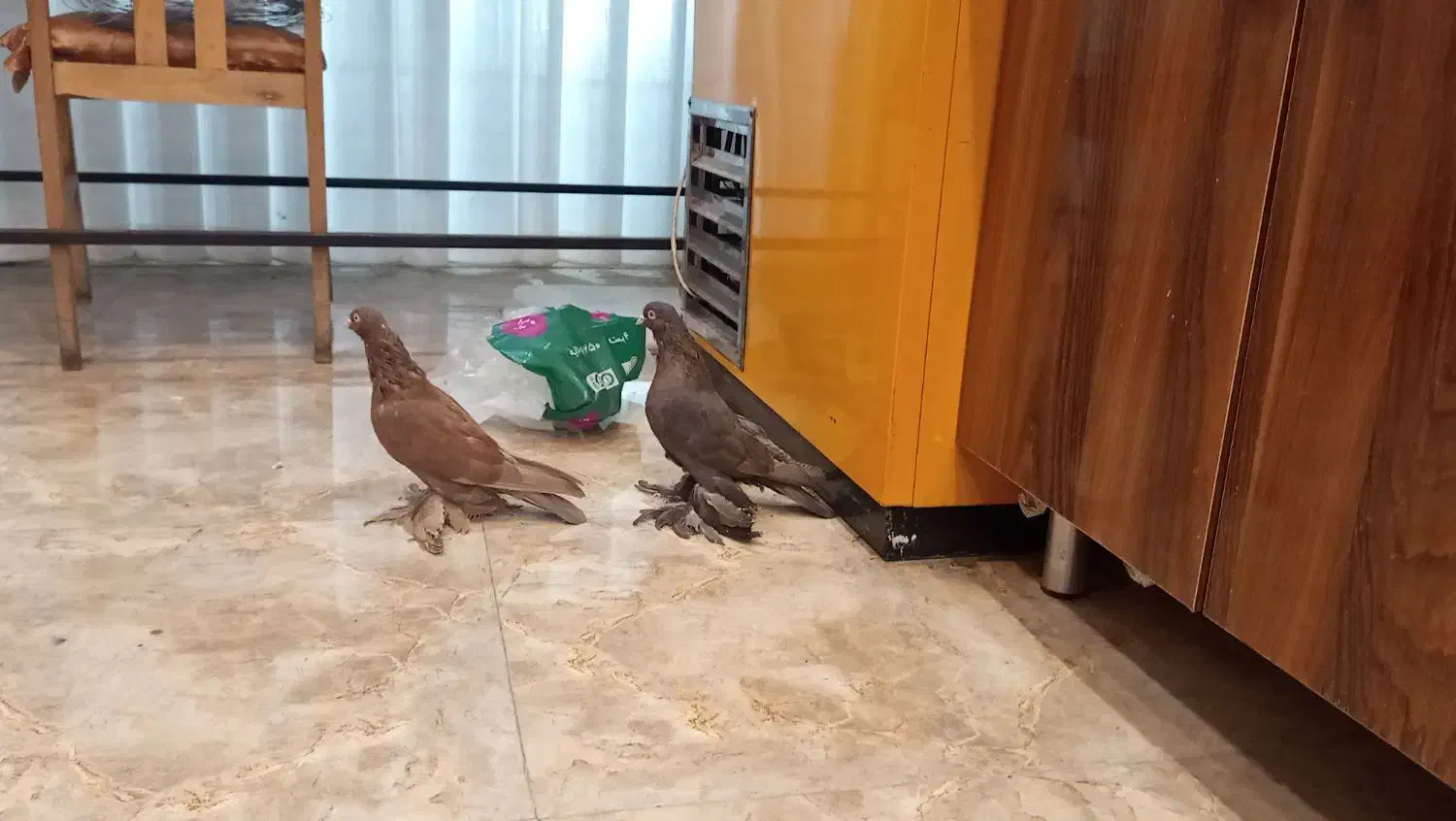 مایلاخ|پرنده|اهر, |دیوار