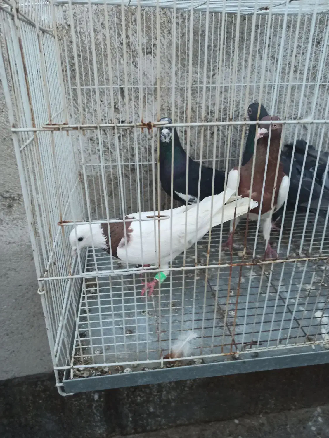 صید|پرنده|مشهد, کوی المهدی|دیوار