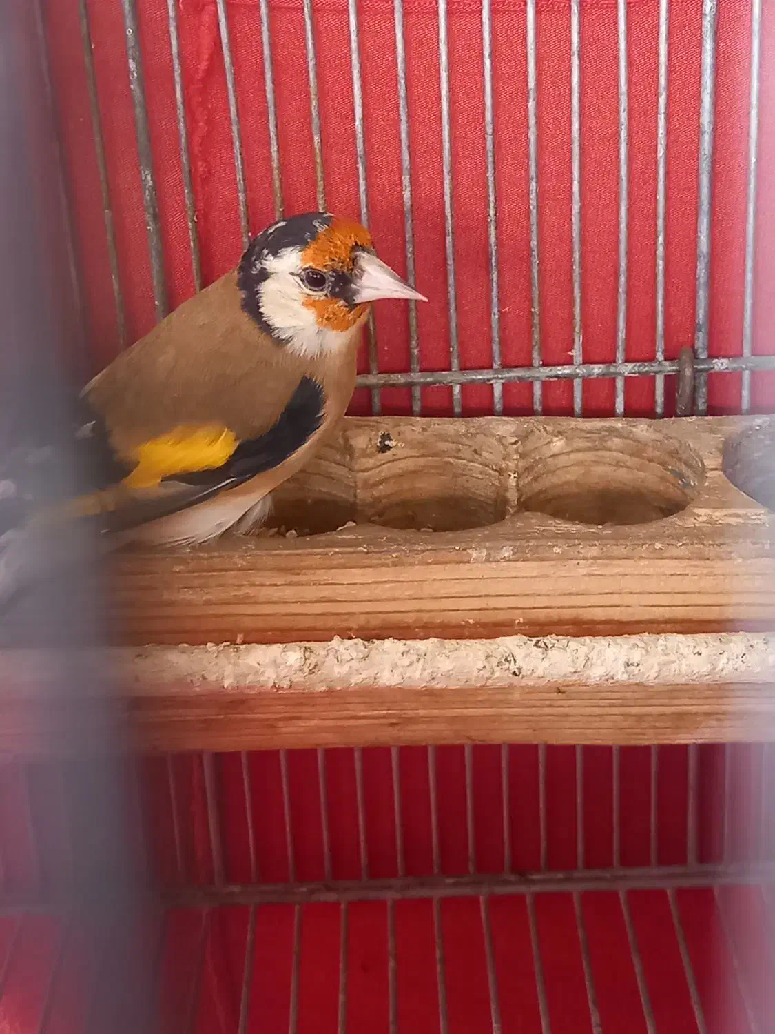 فروش سهره گل بلند جوجه سال|پرنده|شیراز, قلات|دیوار