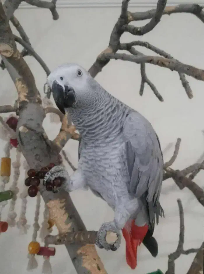 هایپر پرندگان|پرنده|بیجار, |دیوار