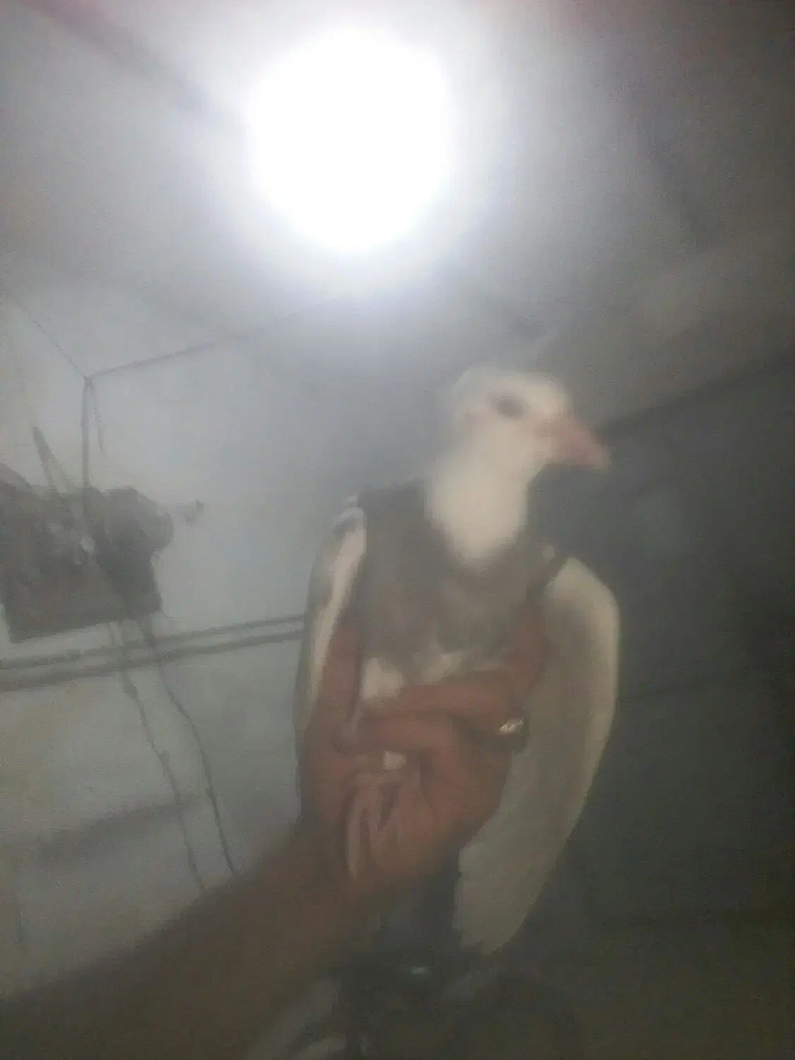 کبوتر پرشی م ع ا و ض ه|پرنده|باوی, |دیوار